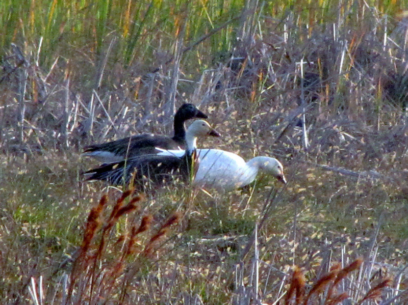1301-23 Snow geese l-r immature blue morph, a blue goose, and a regular plumage of the snow goose at Padre Island