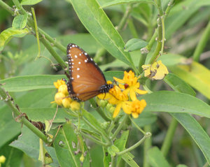 1301-11 Queen Butterfly at Paradise Park and Port Aransas Birding Center