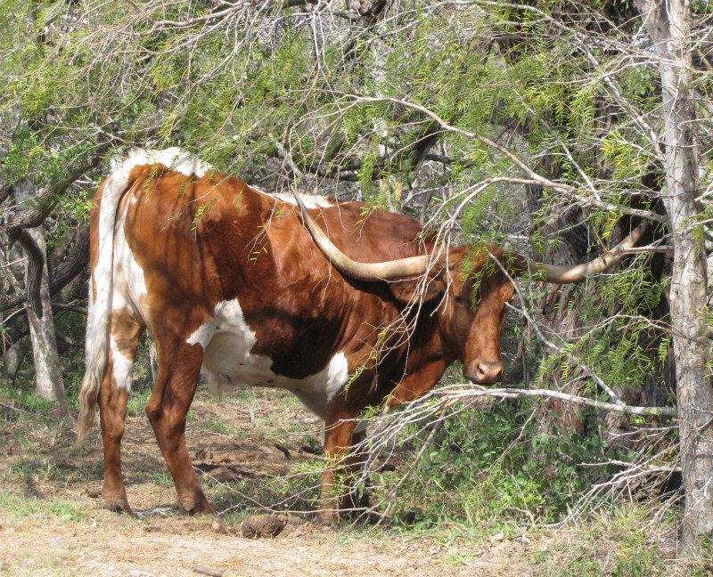 1301-26 One of the King Ranch longhorns