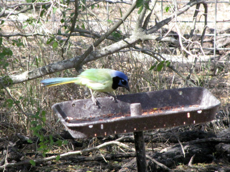 1301-36 The Green Jay at the bird feeder
