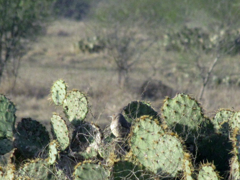 1301-40 A cactus wren, maybe