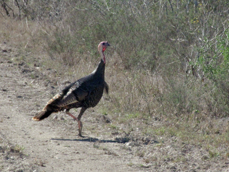 1301-48 The Southwestern turkey