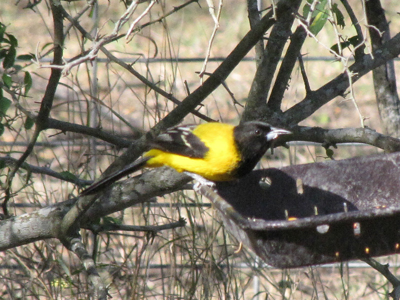 1301-50 Audubon's Oriole at feeder