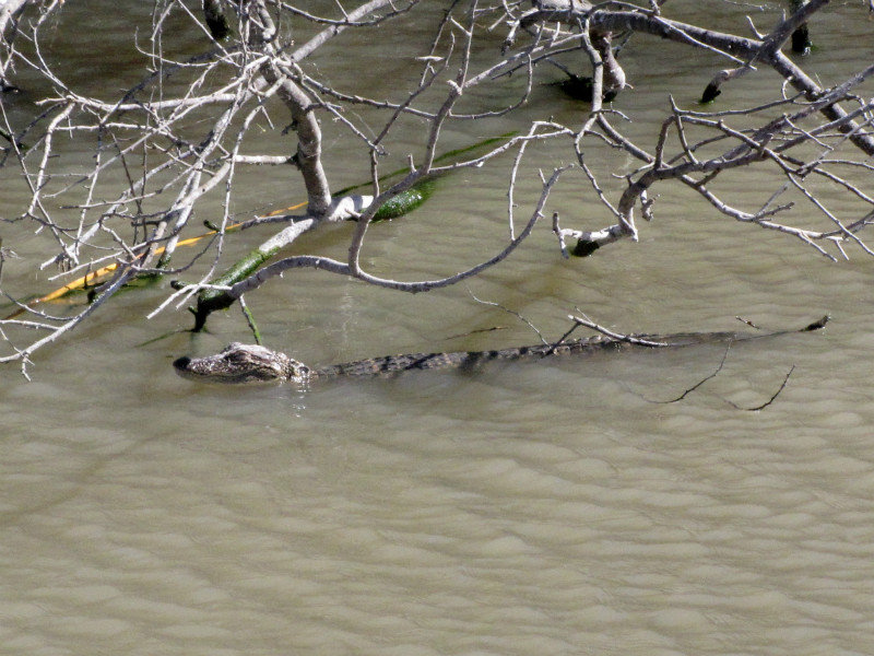 1301-52 Small alligator
