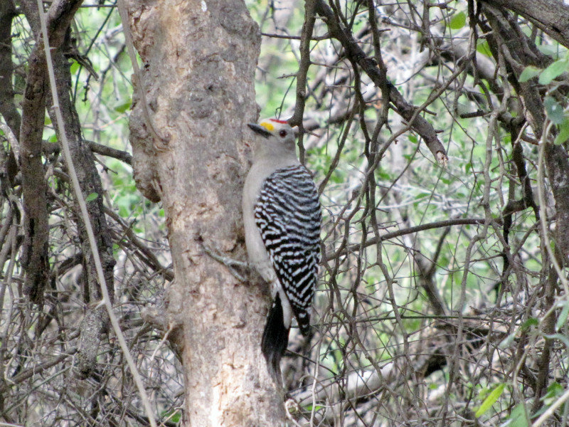 1301-59 Golden-fronted woodpecker