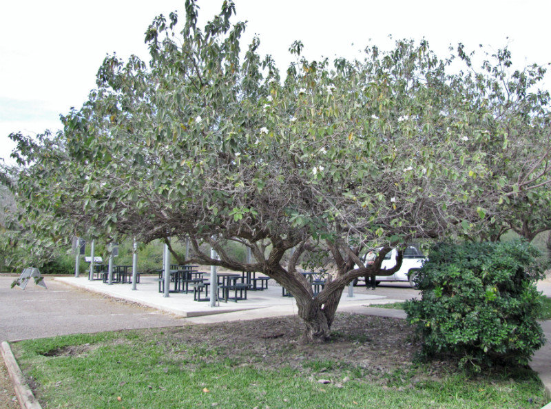 1301-65 Texan olive tree
