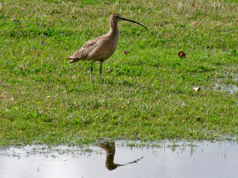 1302-3 Long-billed curlew
