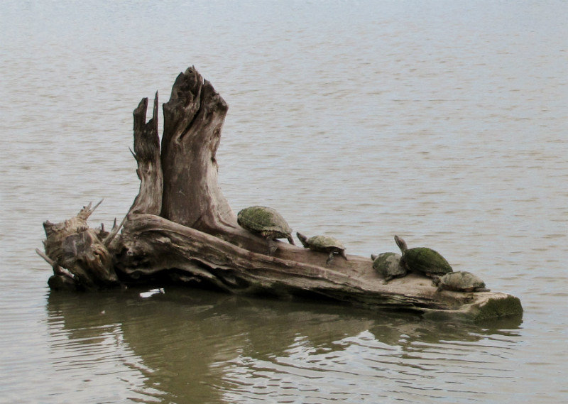 1302-4 Turtles in Estero Llando Grande Park pond near Visitor's Center