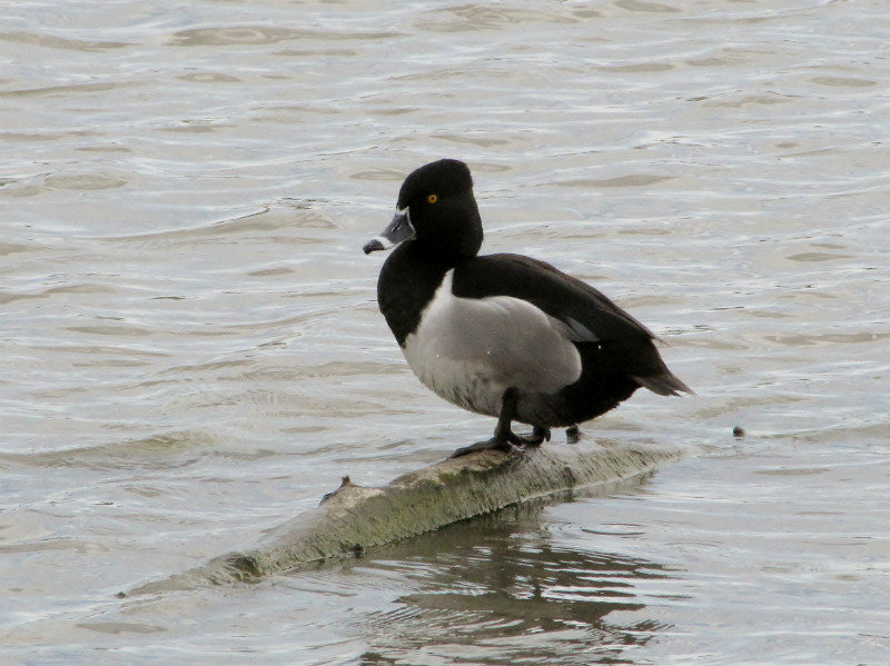 1302-5 Ring-necked duck