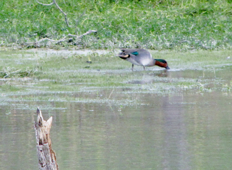 1302-7 A Green-winged Teal