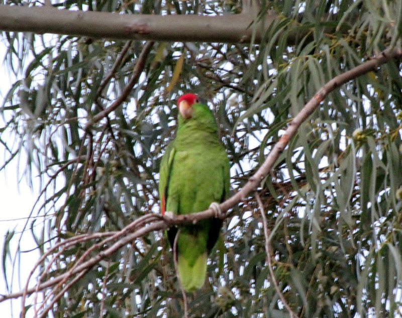1302-17 One parrot posing for all of the birders