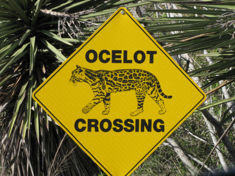 1302-32 One of several Ocelot Crossings