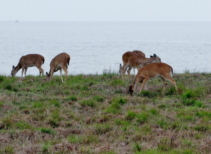 1302-41 Some of the white-tailed deer inhabiting Aransas National Wildlife Refuge