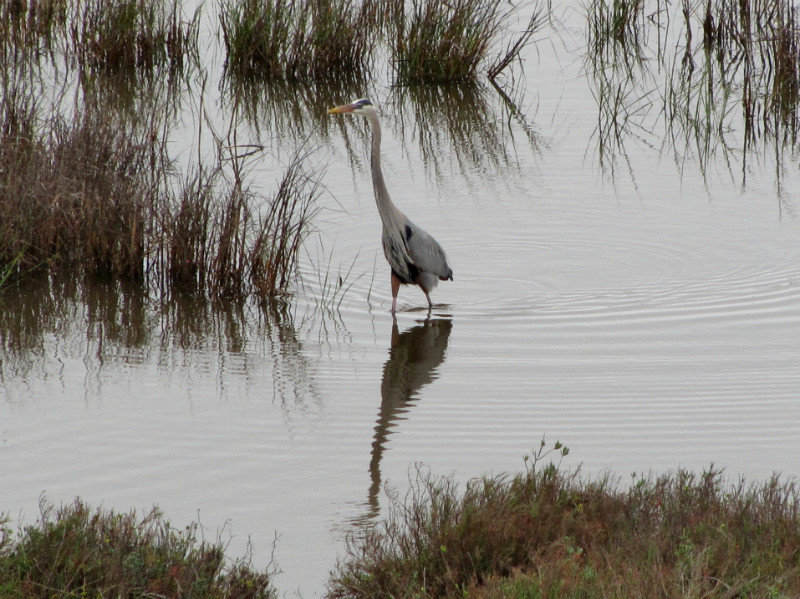 1302-46 The only intersting bird seen from observation platform--great blue heron