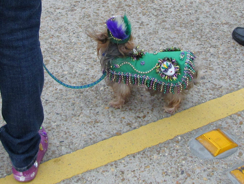 1302-63 One of the little ones at the Krewe of Barkus Parade