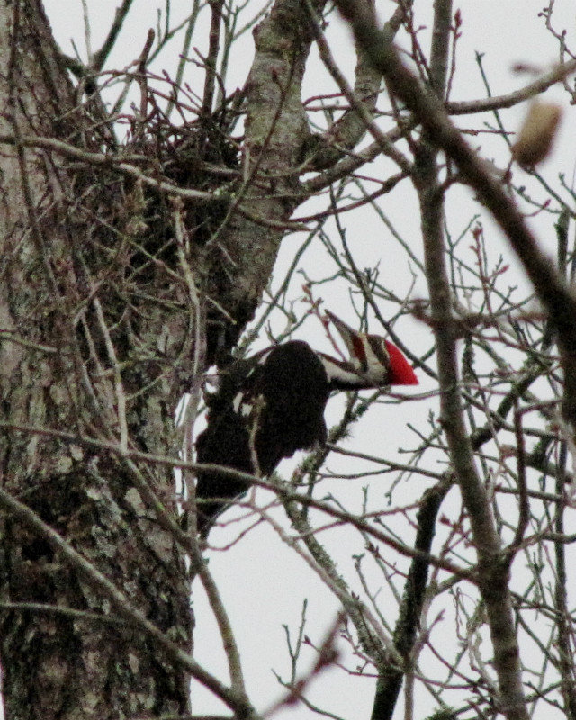 1302-90 A pileated woodpecker named Woody