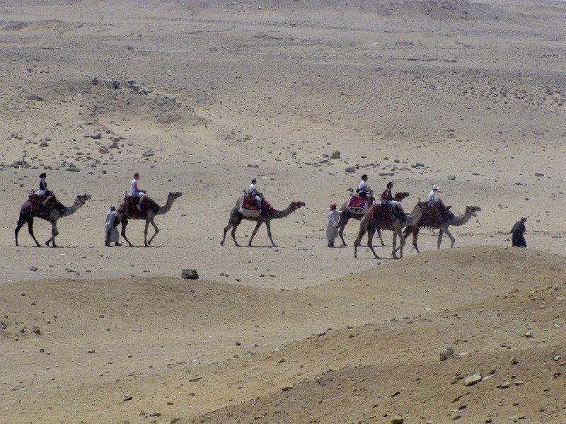 1304-392 Camel caravan of tourists