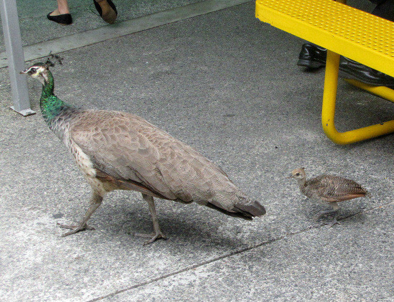 1304-16 Peahen and chick
