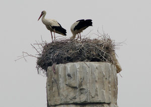 1305-117 Storks nesting on column from Artemis Temple