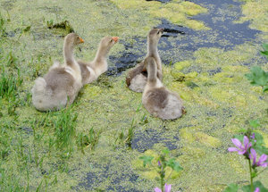 1305-120 Goslings in Artemis Temple pond