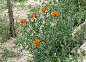 1305-195 Sure looked like California poppies in color--but not leaves