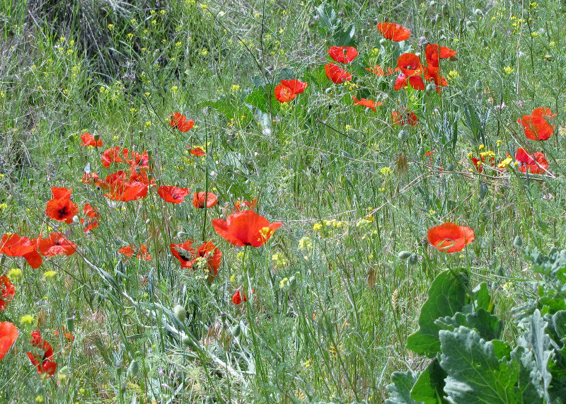 1305-217 Imagination Valley--Some of the many Turkish poppies