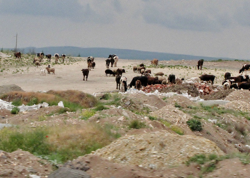 1305-267 On drive to Ankara-not every view was pretty--here is the only mixed herd we saw with sheep, cattle, and goats!