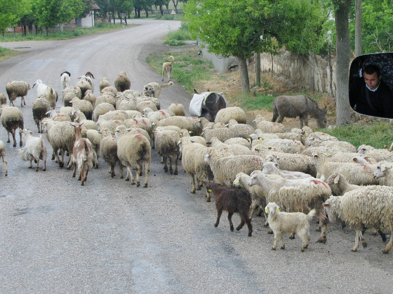 1305-287 Mixed herd of angora goats and sheep with bus driver captured on right--follow to the left to see Anatolian shepherd dogs