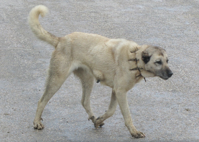 1305-288 Anatolian shepherd dog--note metal barbed collar for fending off wolves