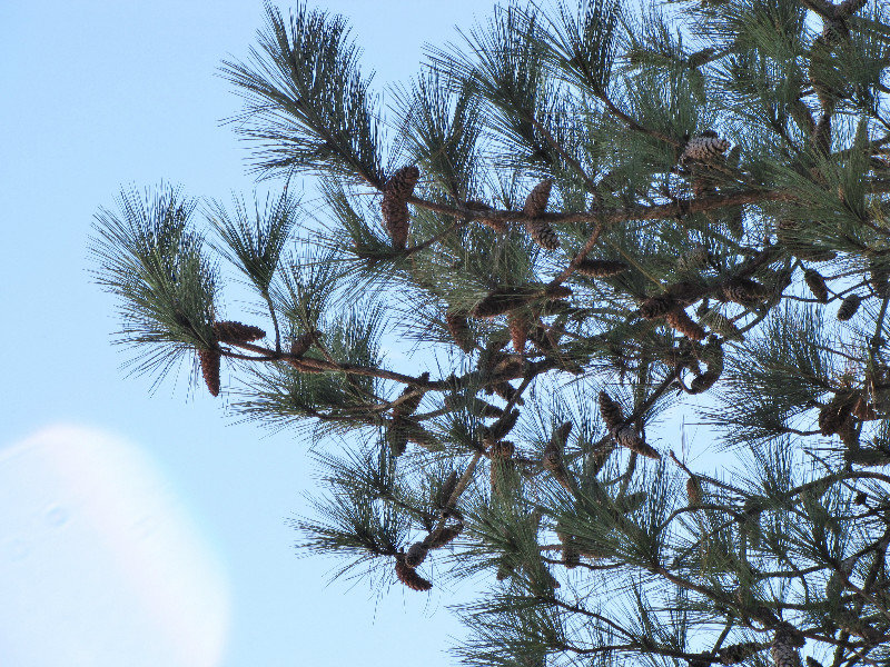 1311-06 Long-leafed Pine