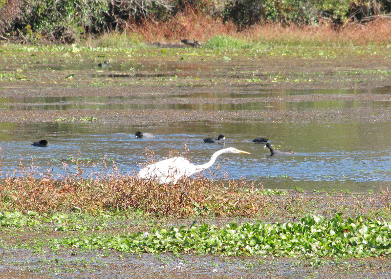 1311-09 Egret waiting for lunch