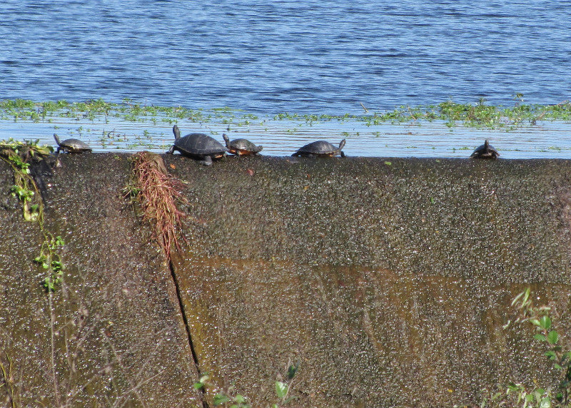 1311-11 Turtles sunning themselves on a small dam