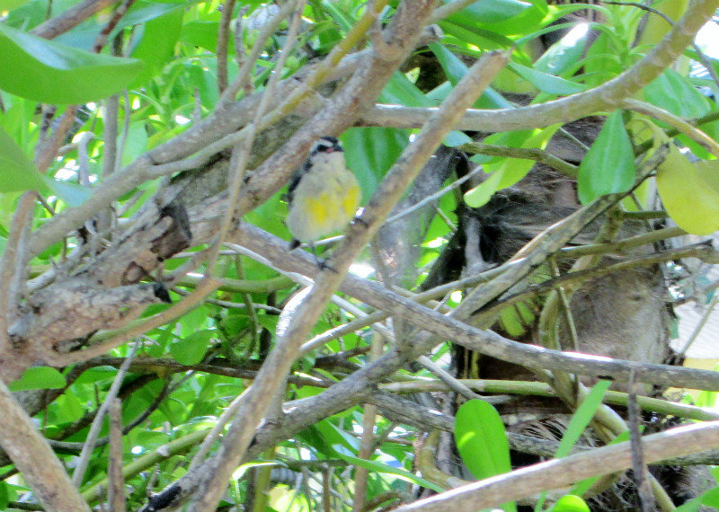 1311-31 Bananaquit fledgling