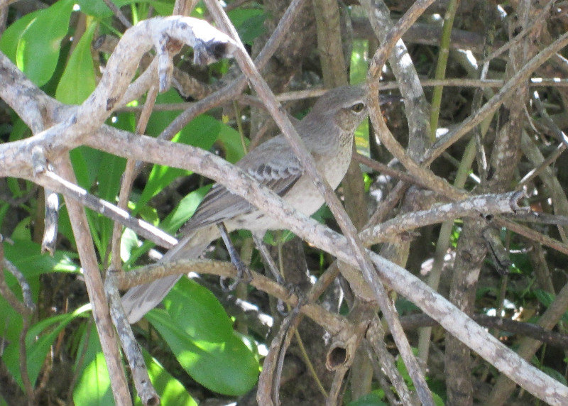 1311-32 Tropical mockingbird
