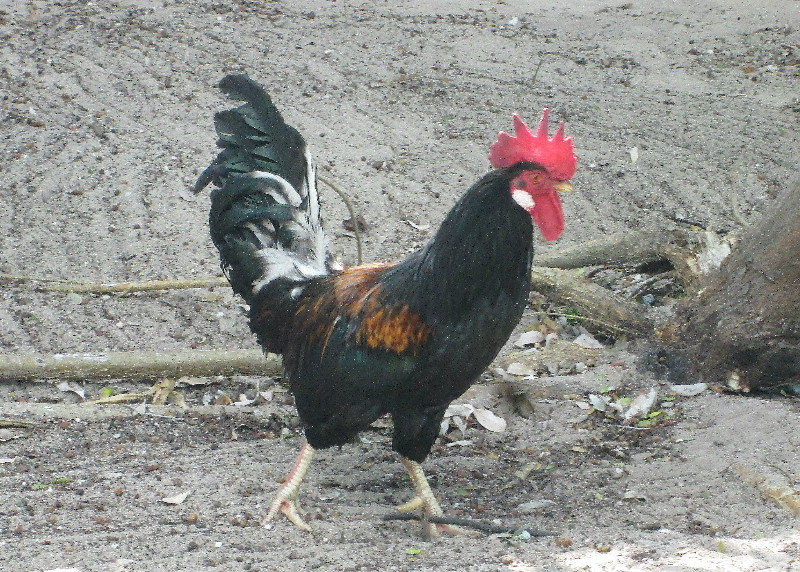 1311-33 Tropical rooster