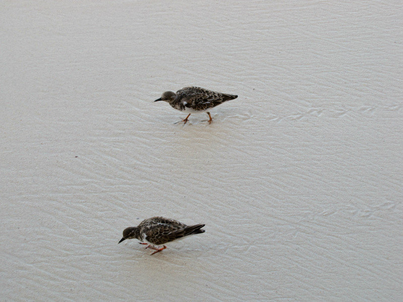 1311-45 Sandpipers making their marks