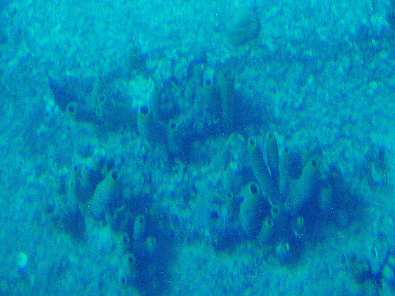 1311-53 Sponge coral on the Antilla