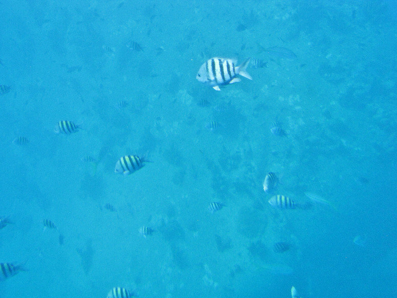 1311-54 Another school of banded butterfly fish