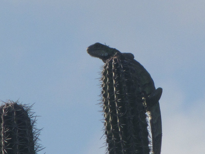 1311-68 Iguana atop a pipe organ cactus