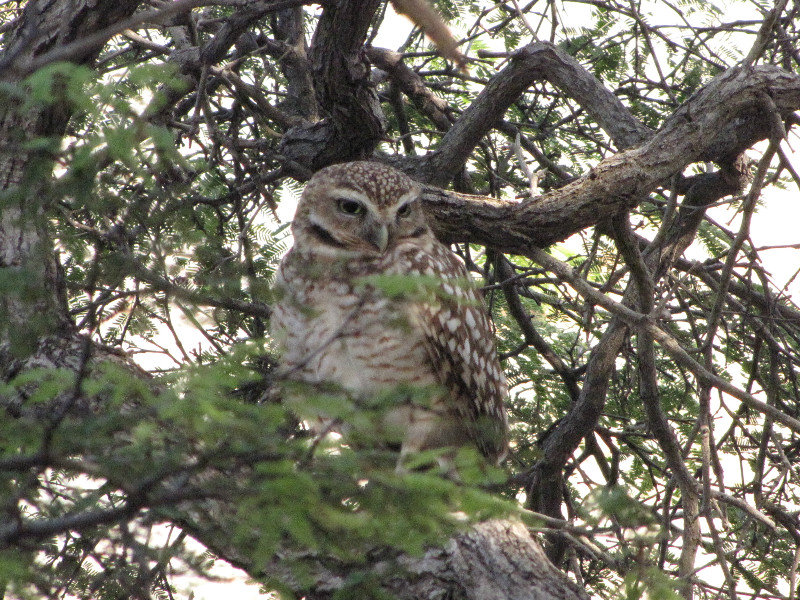 1311-69 Burrowing owl in Casibari park