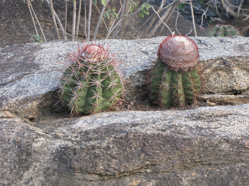 1311-72 Barrel cactus
