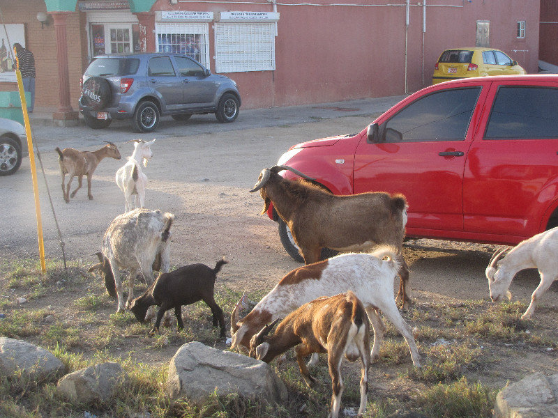 1311-74 Goats wandering in suburban community