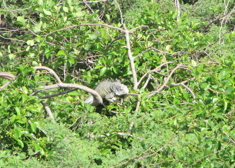 1311-92 An iguana sleeping in the trees--a nice rest stop for us at step 45 out of 50