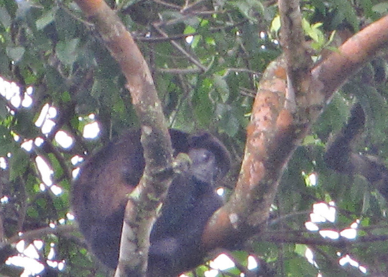 1311-177 A far away and fuzzy howler monkey