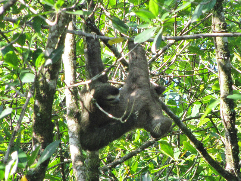 1311-187 Three-toed sloth