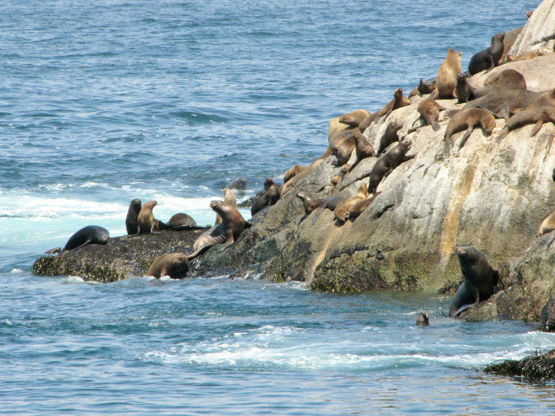 1312-15 Seals on the left