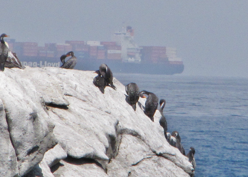 1312-17 And red-footed cormorants on the right
