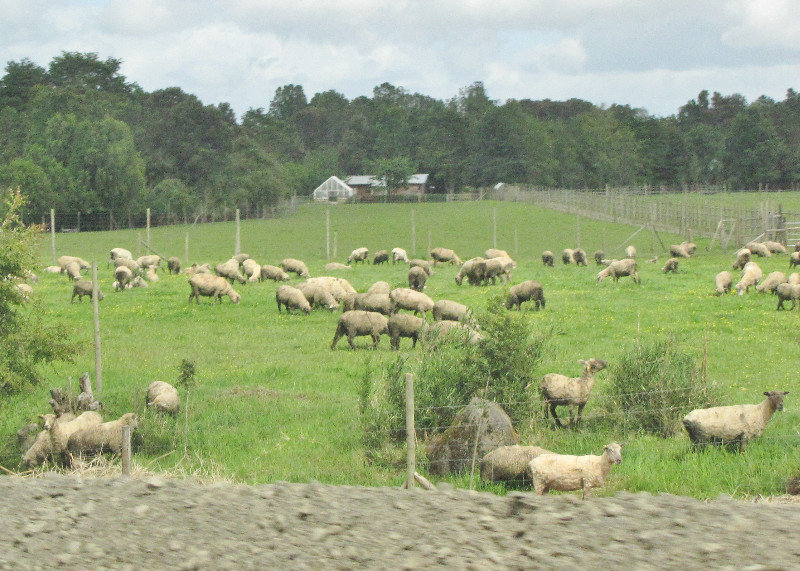 1312-51 Sheep Farm on way to Saltos del Perohue Falls