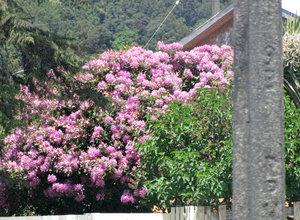 1312-64 One of many huge rhodedendrons