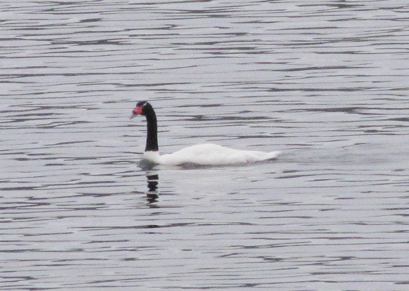 1312-77 Black-necked swan
